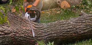 Best Arborist Consultation Services  in Joseph, OR