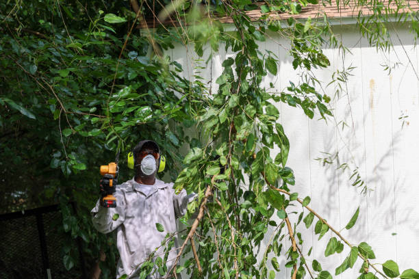 How Our Tree Care Process Works  in  Joseph, OR