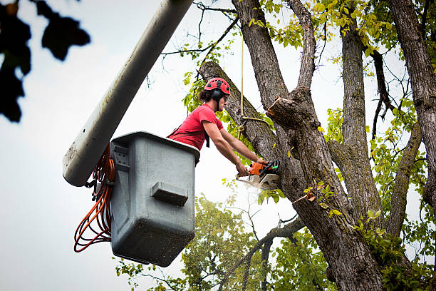 Tree and Shrub Care in Joseph, OR