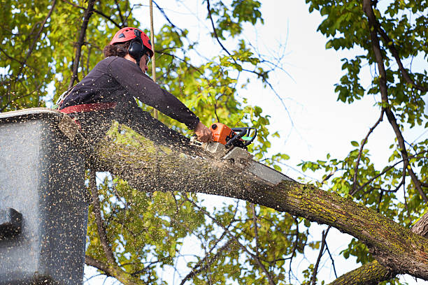 Professional Tree Services in Joseph, OR